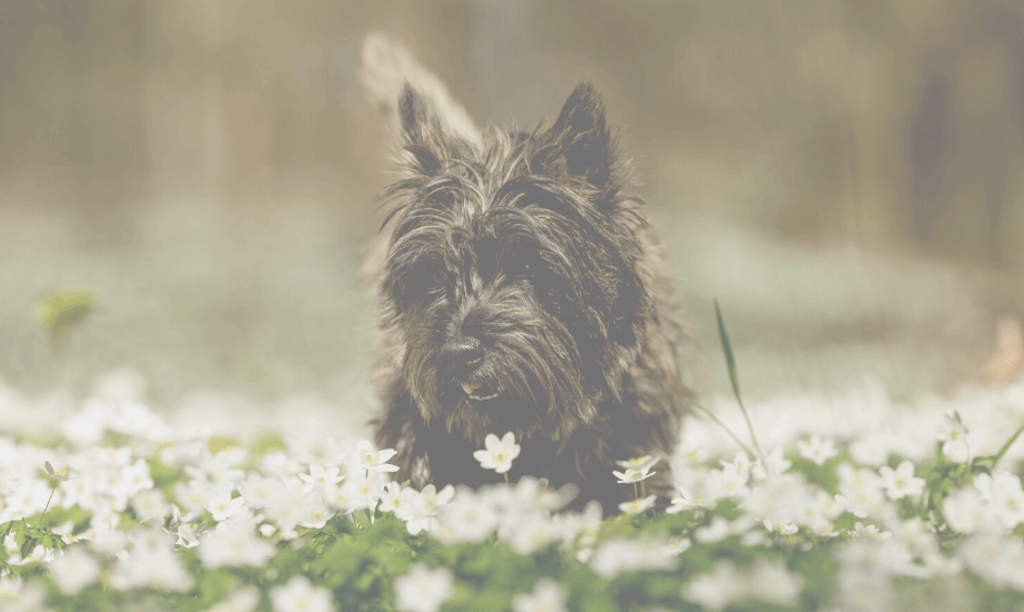 Spring hazards Safety Tips For Your Dog