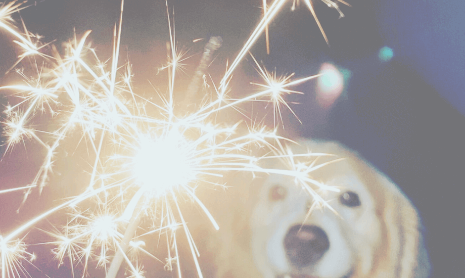 Helping Dogs with Fireworks Anxiety