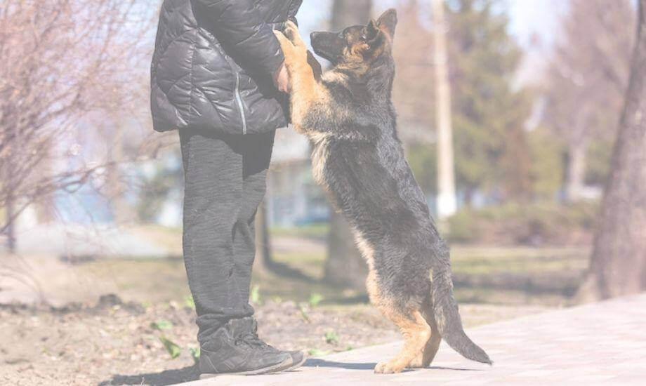 How to Train: Training Dogs Not To Jump