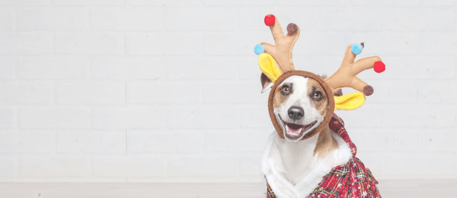 DIY Dog Nog: A Festive, Gut Supporting Treat for Your Pup