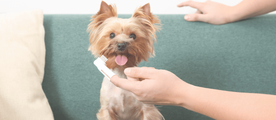 DIY Dog Toothpaste: Natural & Easy 3-Ingredient Recipe