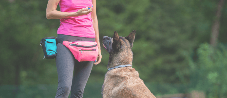 Essential Dog Training Commands for Every Age