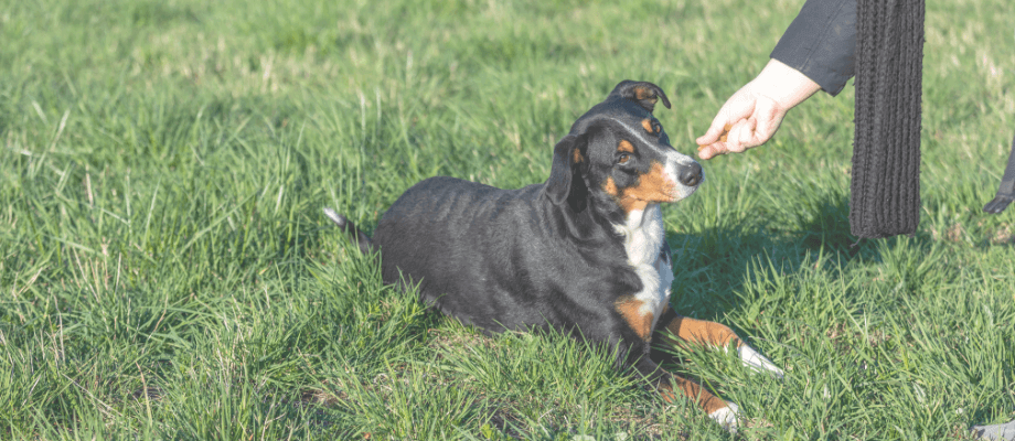 Healthybud Training Treats