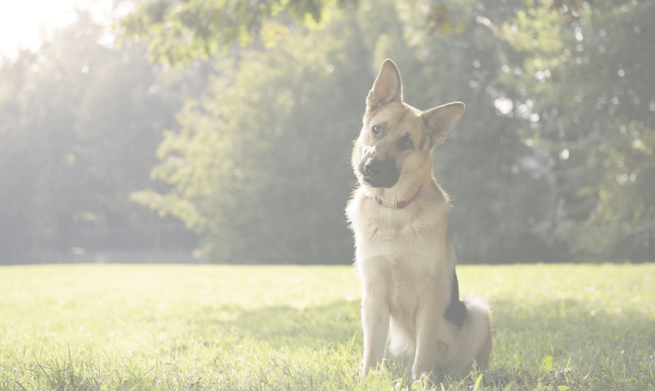 Reduce German Shepherd Shedding: Tips for Grooming and Diet