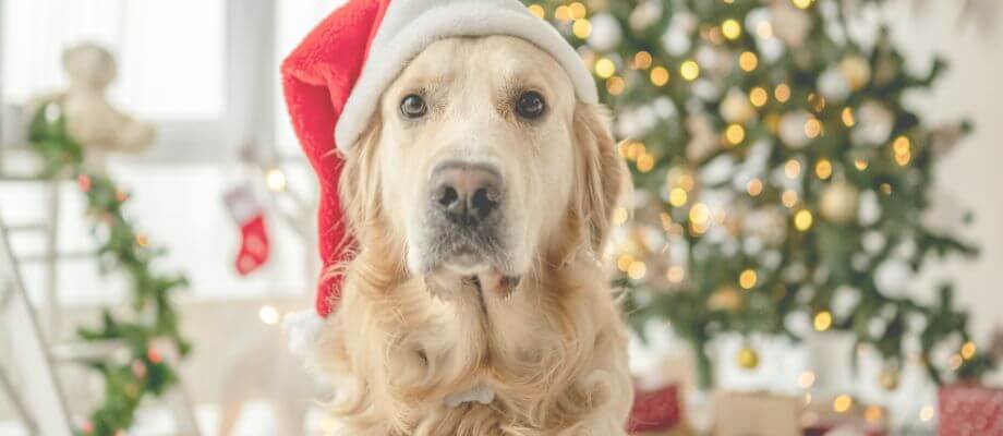 Calming Christmas Cookie Recipe for Dogs