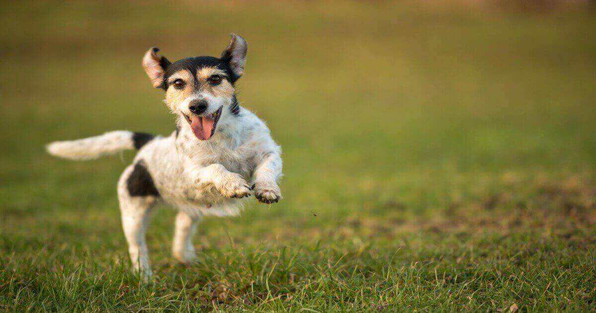 Mastering Dog Recall Training: Fun and Effective Techniques