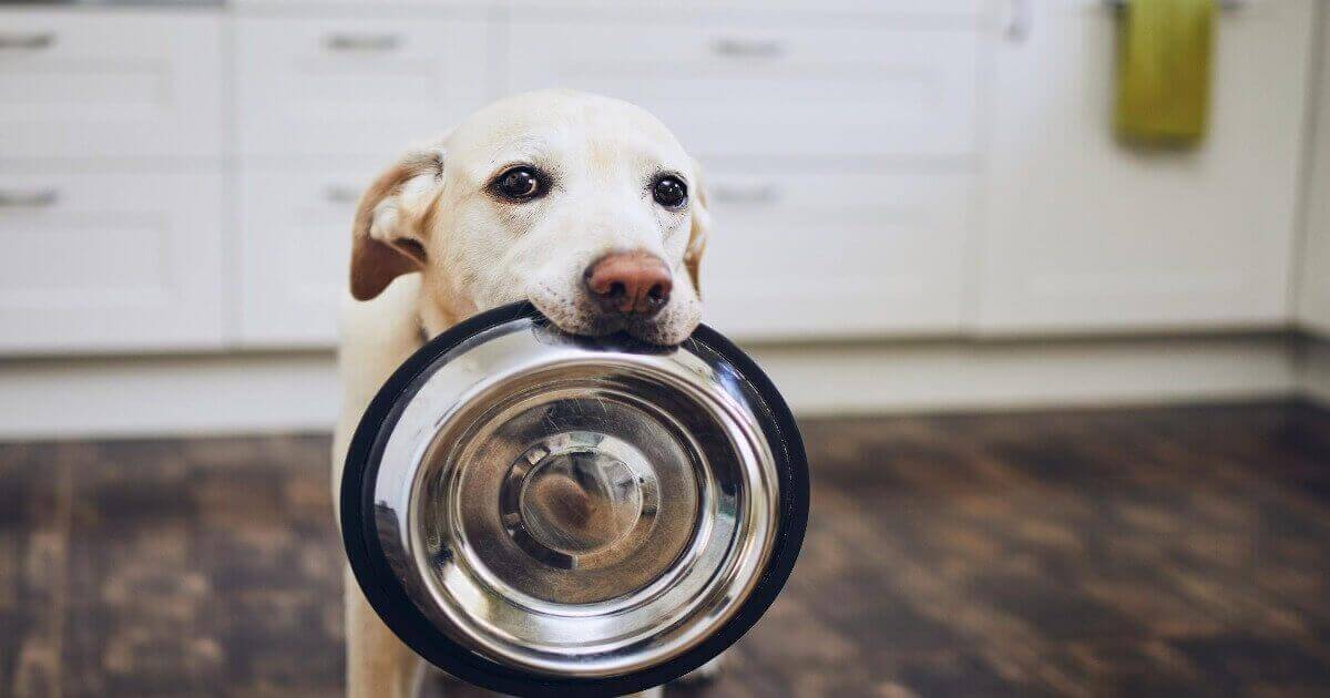 Choosing the Right Dog Food for Your Pup