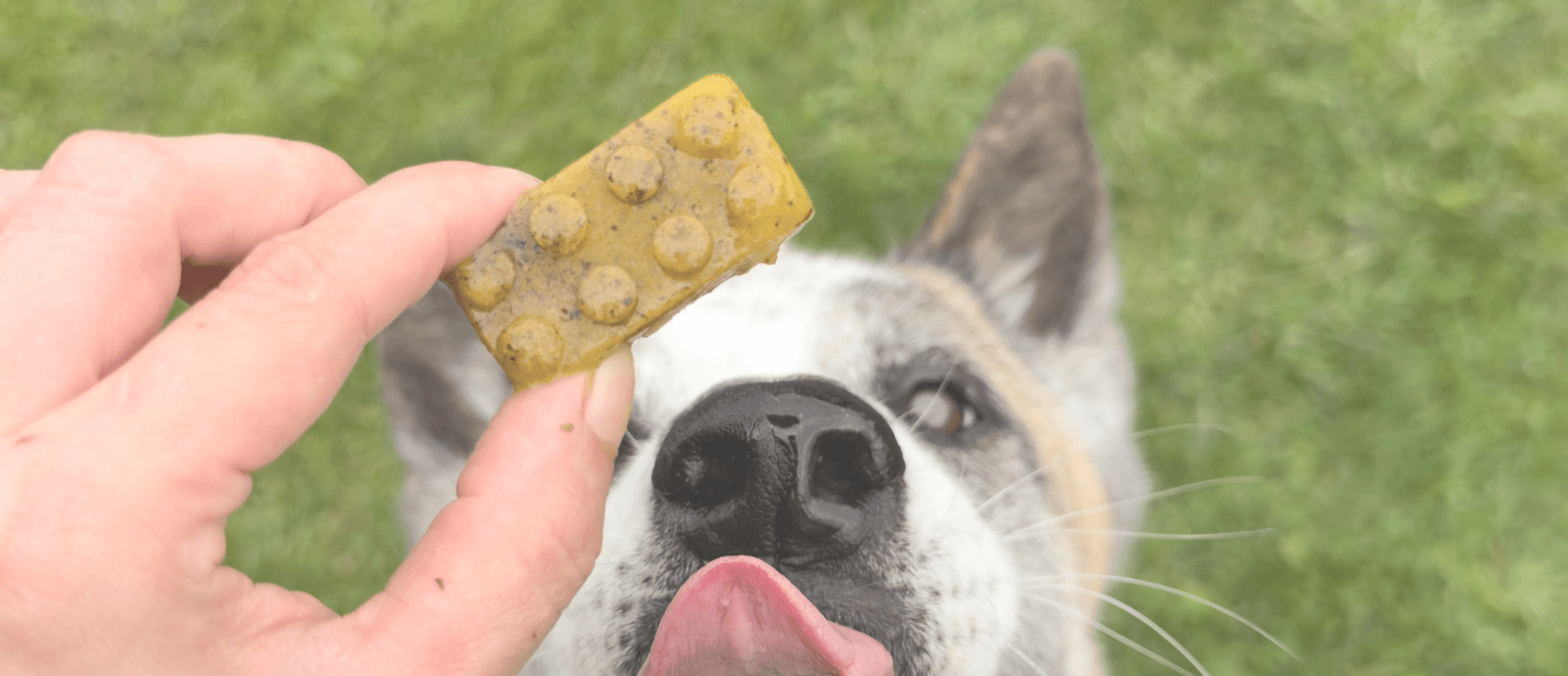 Healthy DIY Dog gummy recipe for Your Dog! 🐶🍬