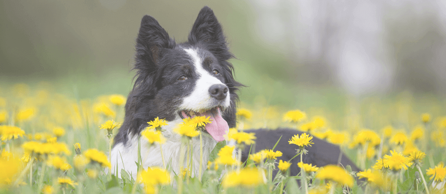 5 Natural Supplements For Dogs to Ease Your Dog's Allergies