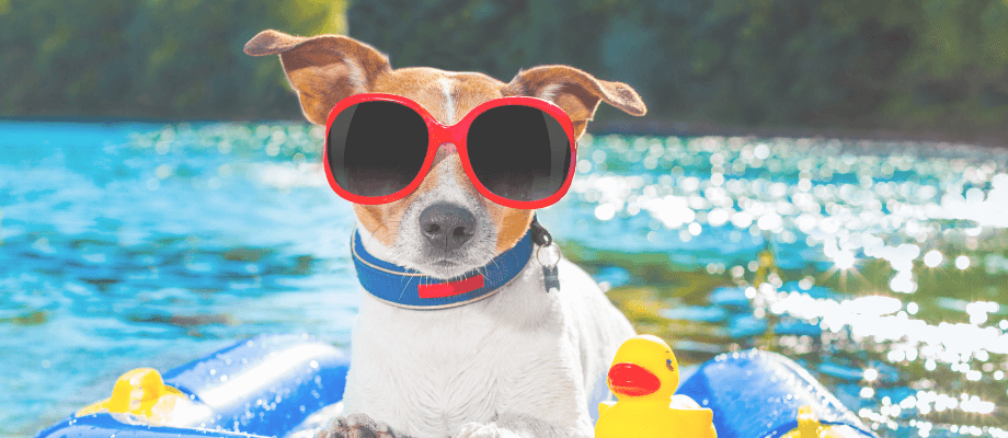 Summer Dog Safety: Tips for Keeping Your Pup Cool