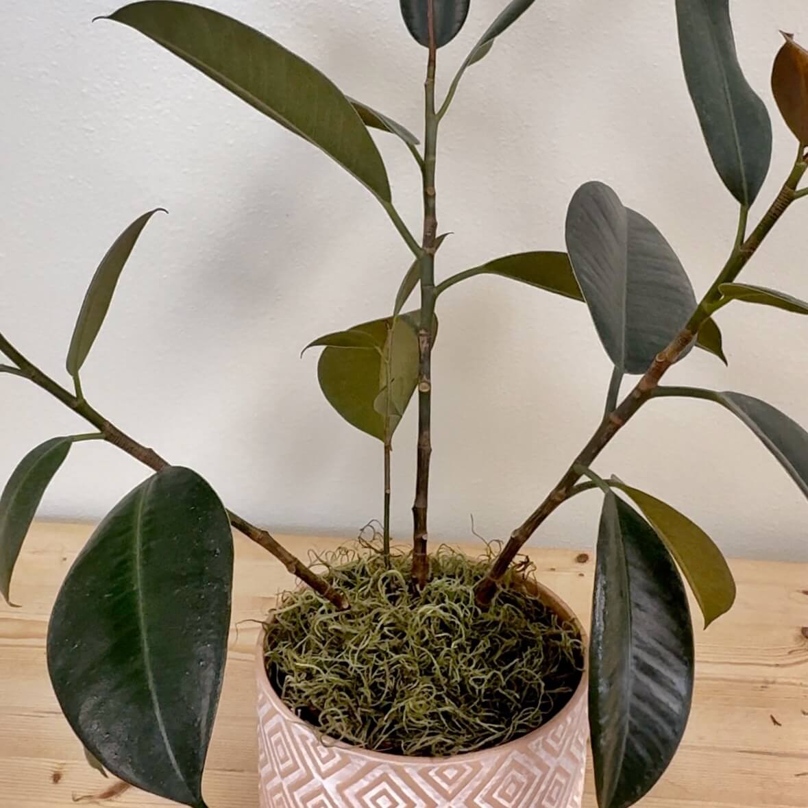 The Timeless Charm of Preserved Spanish Moss as a Plant Topper