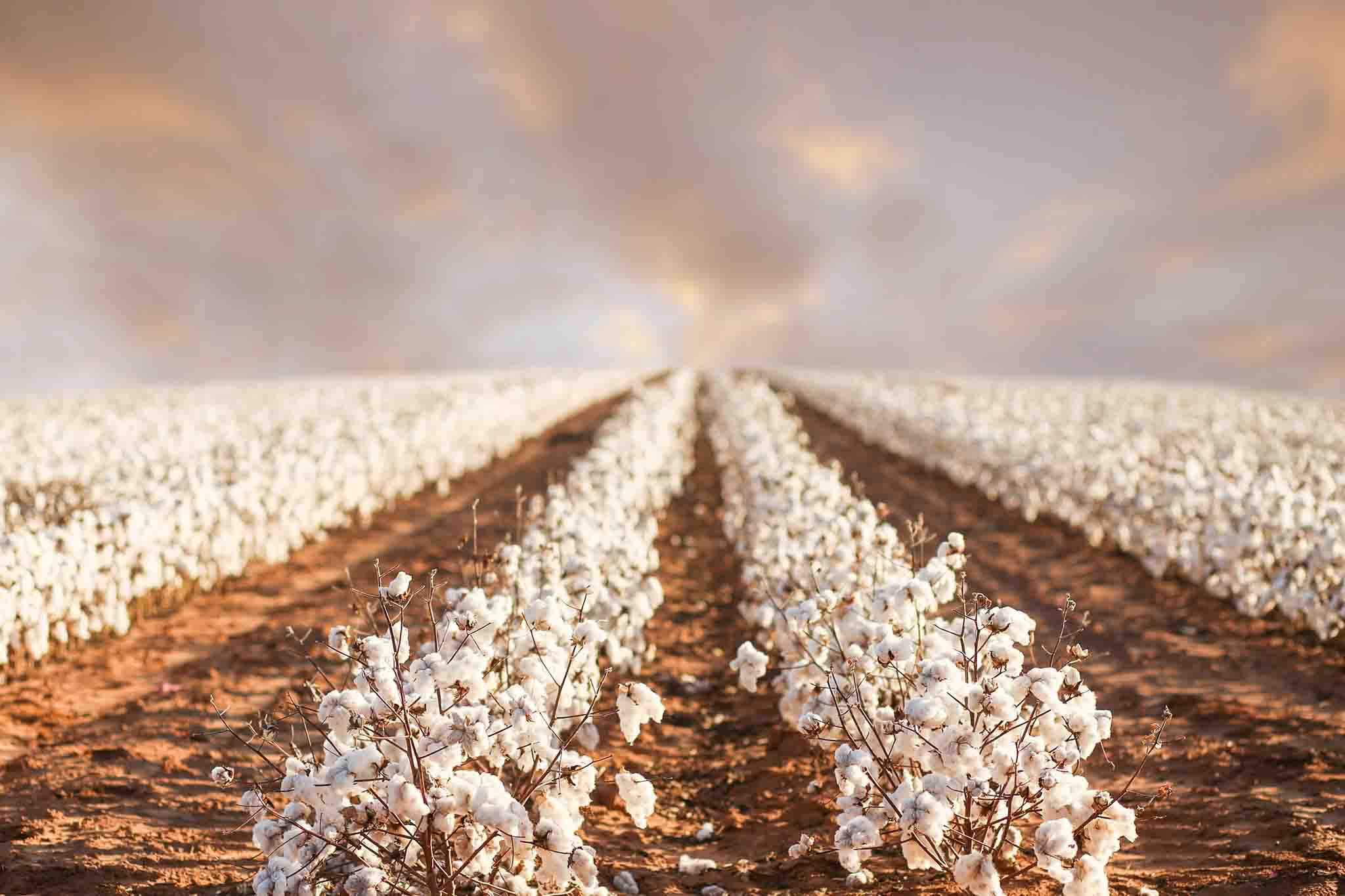 The Benefits of Regenerative Organic Cotton: Join The Sleep Revolution