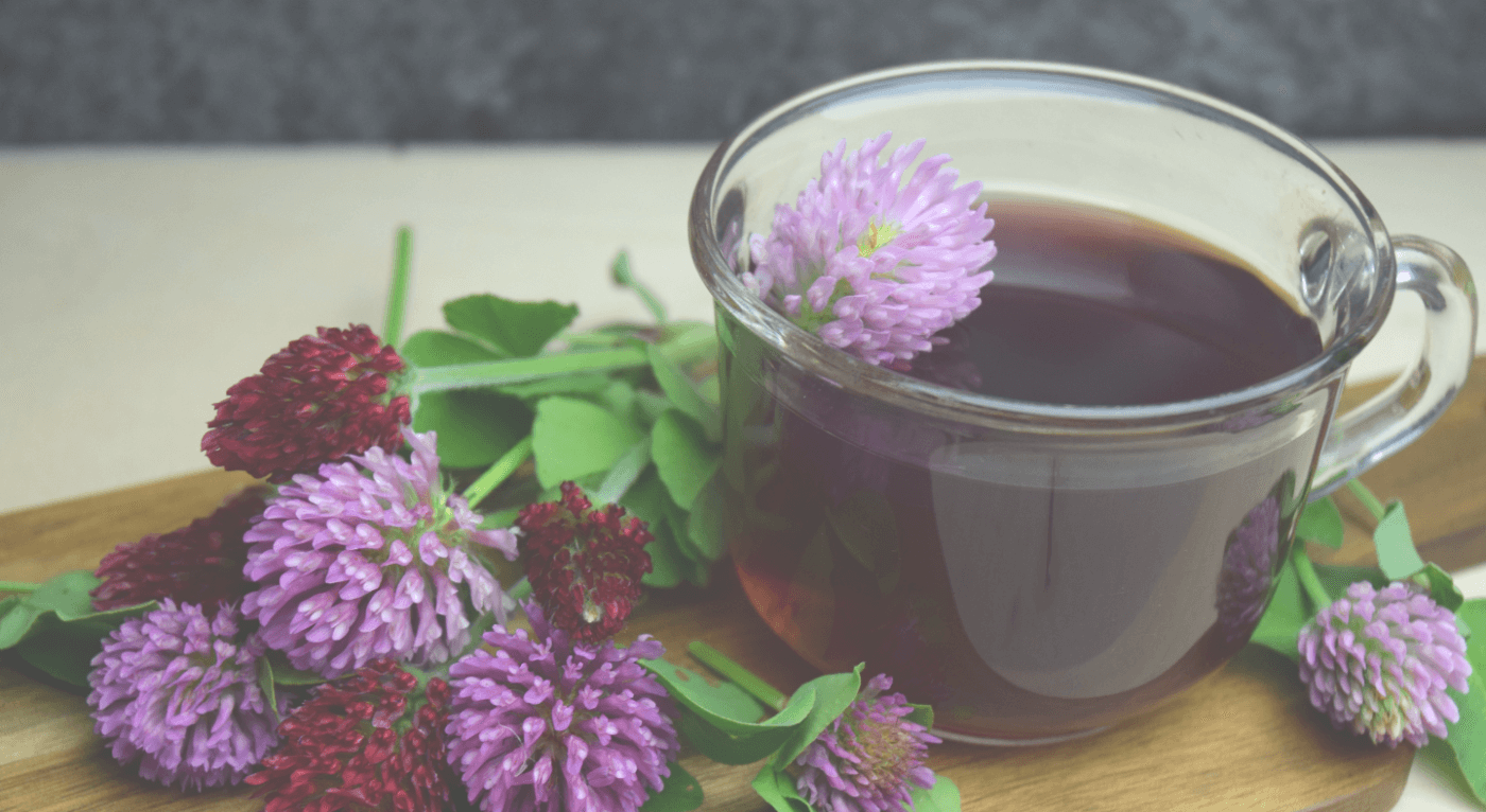 Red Clover - ADHD Herbal Ally