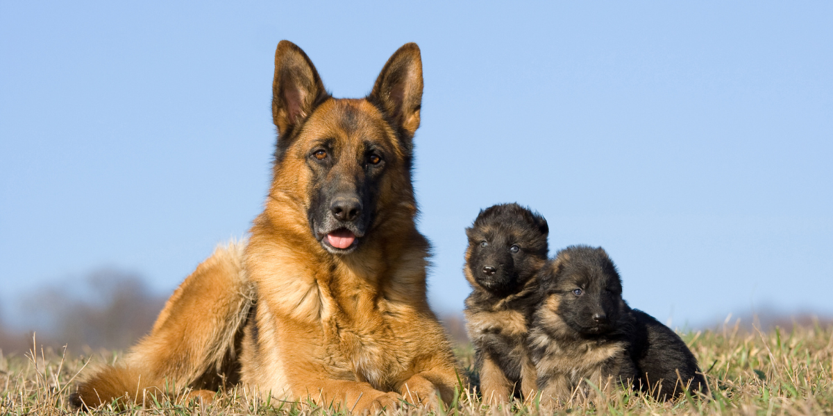 German Shepherd Dog Breed