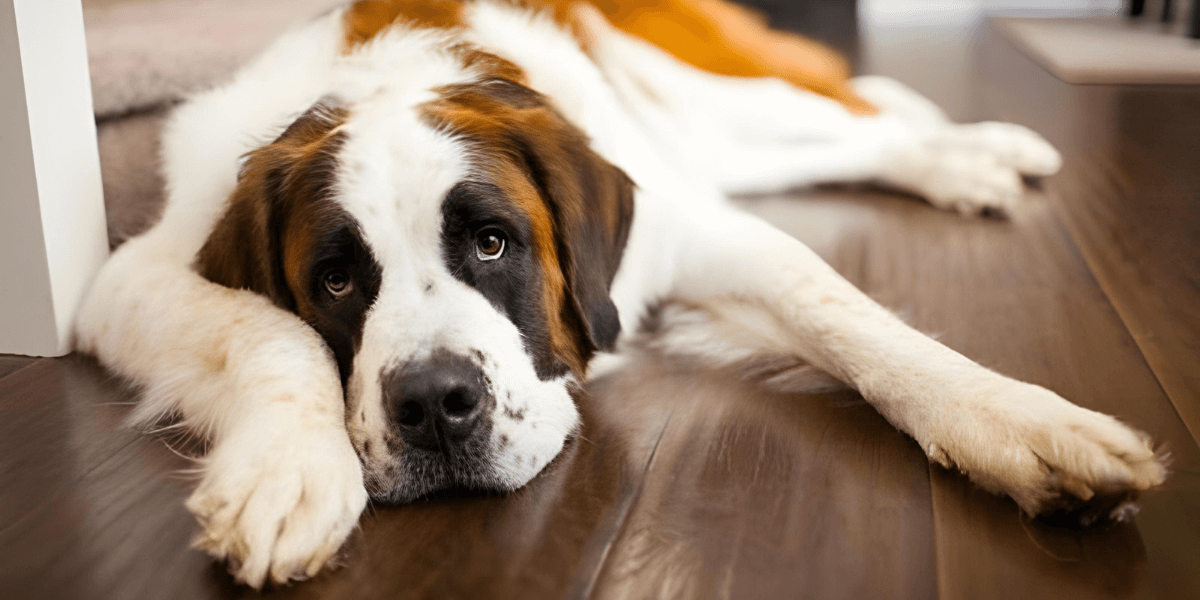 Hip Dysplasia in Dogs: Causes, Symptoms, and Treatments