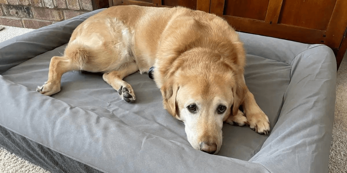 Orthopedic Dog Beds: Help for Senior Dog Arthritis?