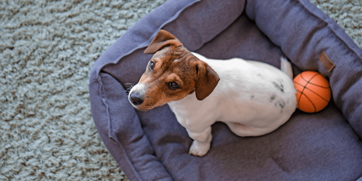 Choosing the Best Orthopedic Dog Bed