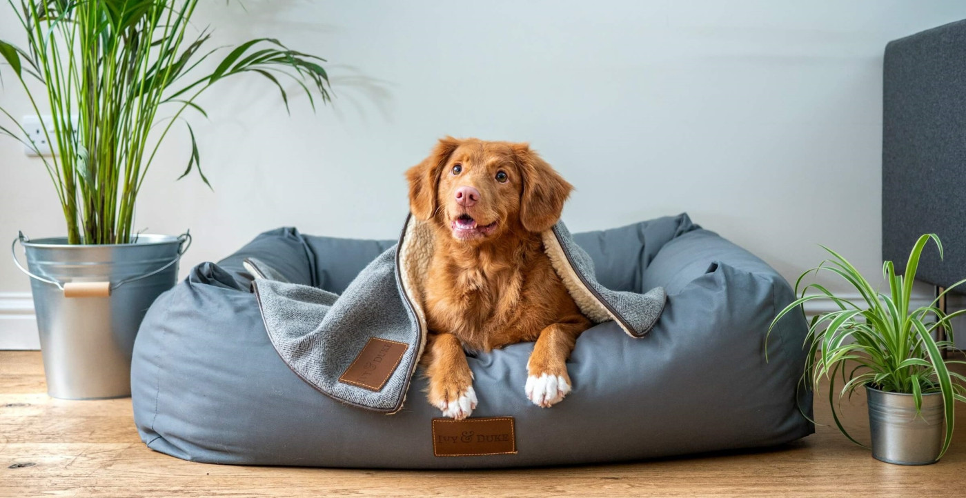 Orthopedic Dog Beds for Large Dogs: A Comprehensive Guide