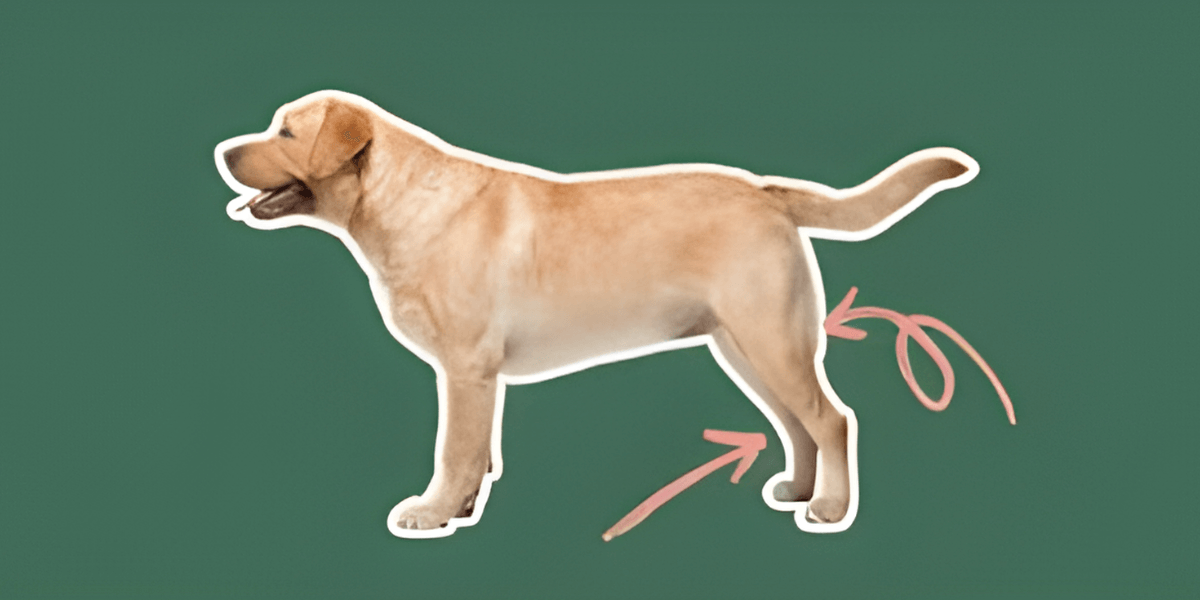 A Guide to Preventing Joint Problems in Dogs