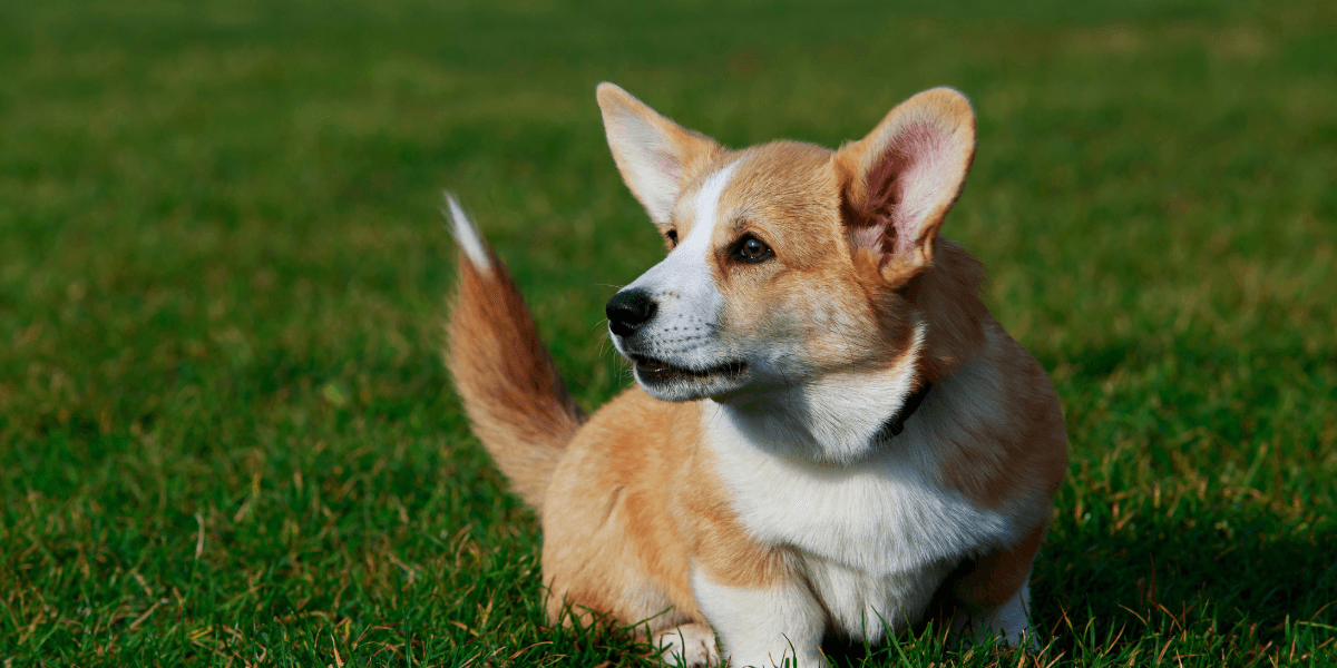 Pembroke Welsh Corgi Exercise Needs: Keeping Your Pembroke Welsh Corgi 