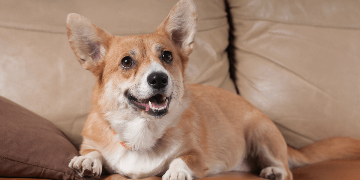 Socialization Tips For Your Pembroke Welsh Corgi: Building A Well-roun 