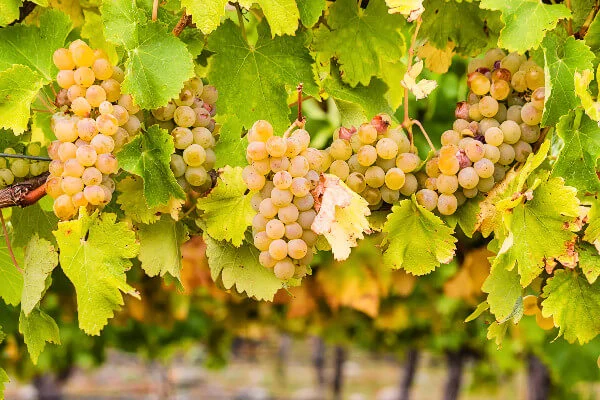 Chardonnay, A Journey to Global Dominance