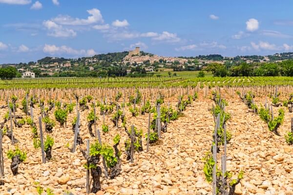 Rhône Wines, a Story of Two Halves