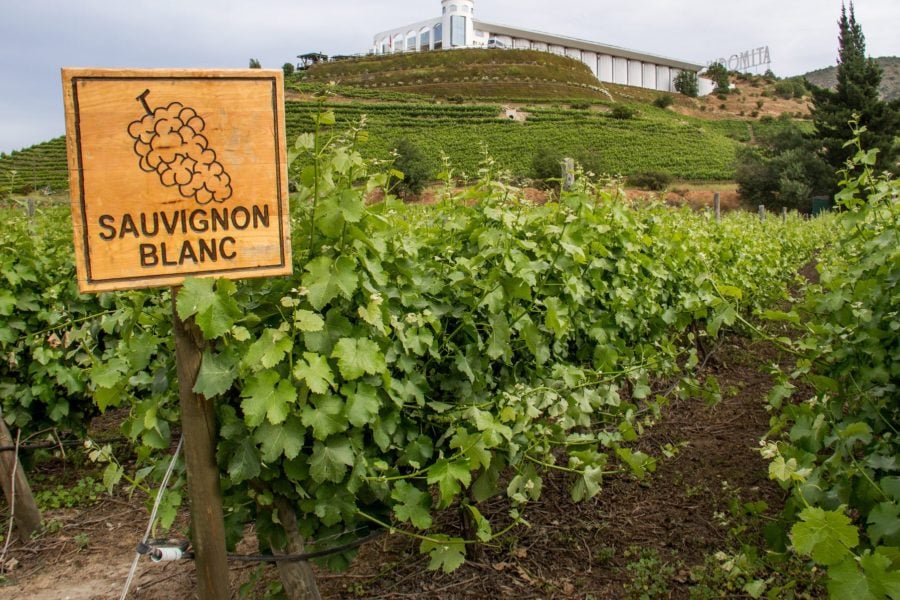 Sauvignon Blanc, the World's Favourite Wine?