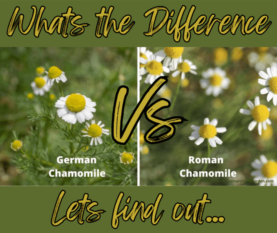 Chamomile essential oil: The Difference of German vs Roman