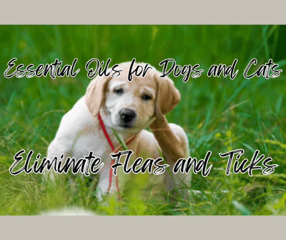 Flea and Tick Repellent With Nature Essential Oils