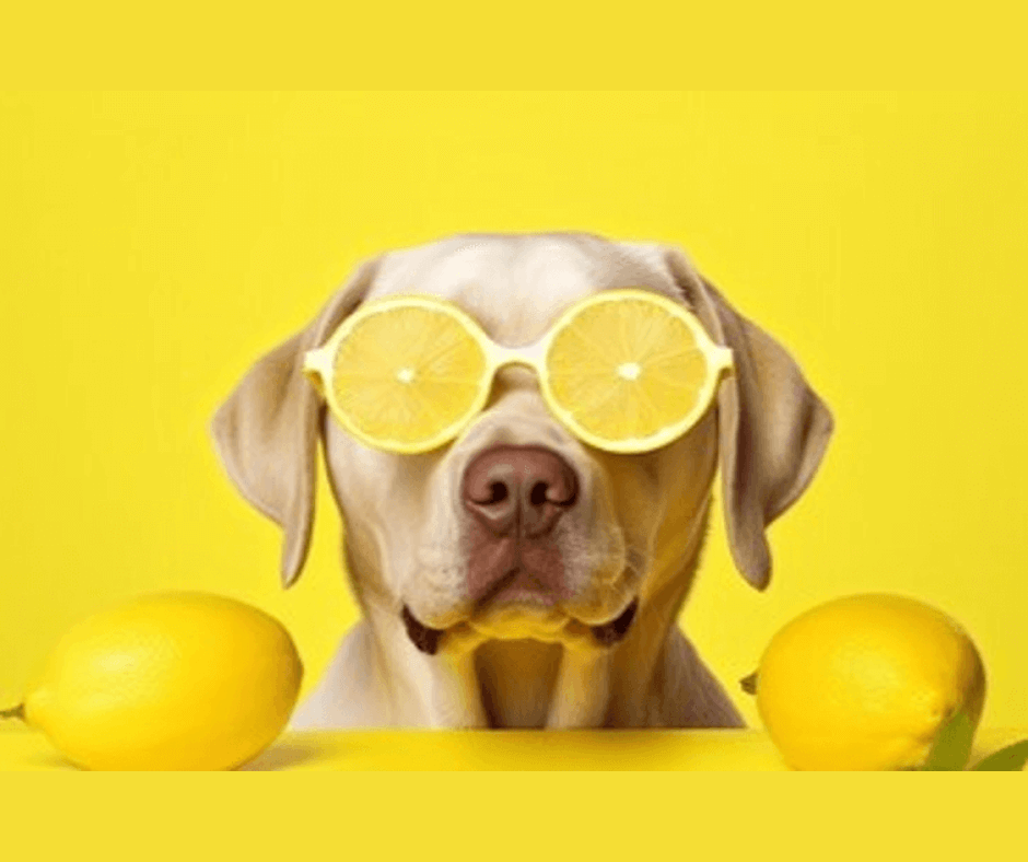 Is Lemon Essential Oil Safe for Dogs?