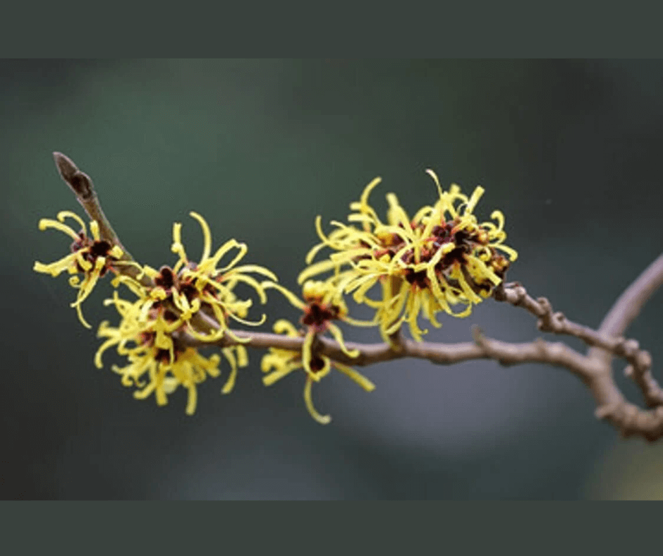 Witch Hazel Carrier Oil: Benefits & Uses