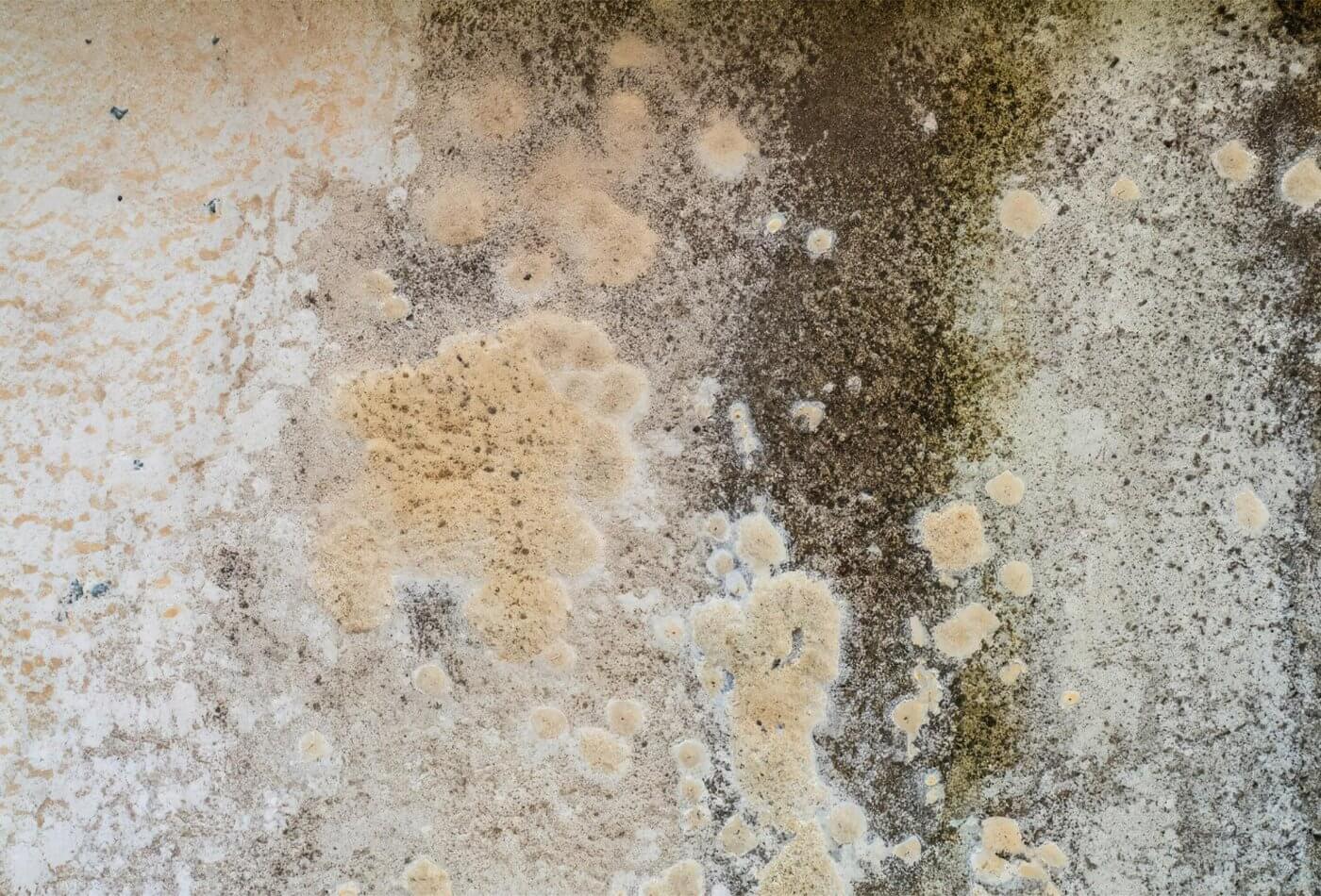 Why is Mould Appearing on My Walls?