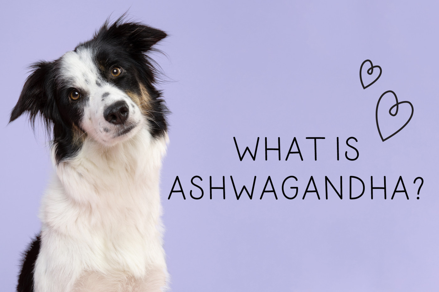 ASHWAGANDHA 101: HOW TO HELP DOGS WITH STRESS & ANXIETY