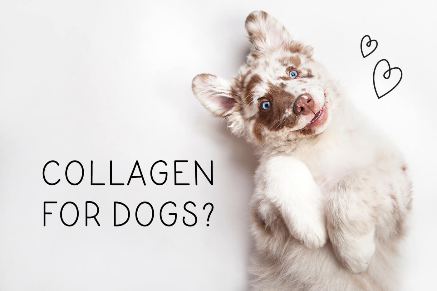 COLLAGEN 101: THE BENEFITS OF COLLAGEN FOR DOGS