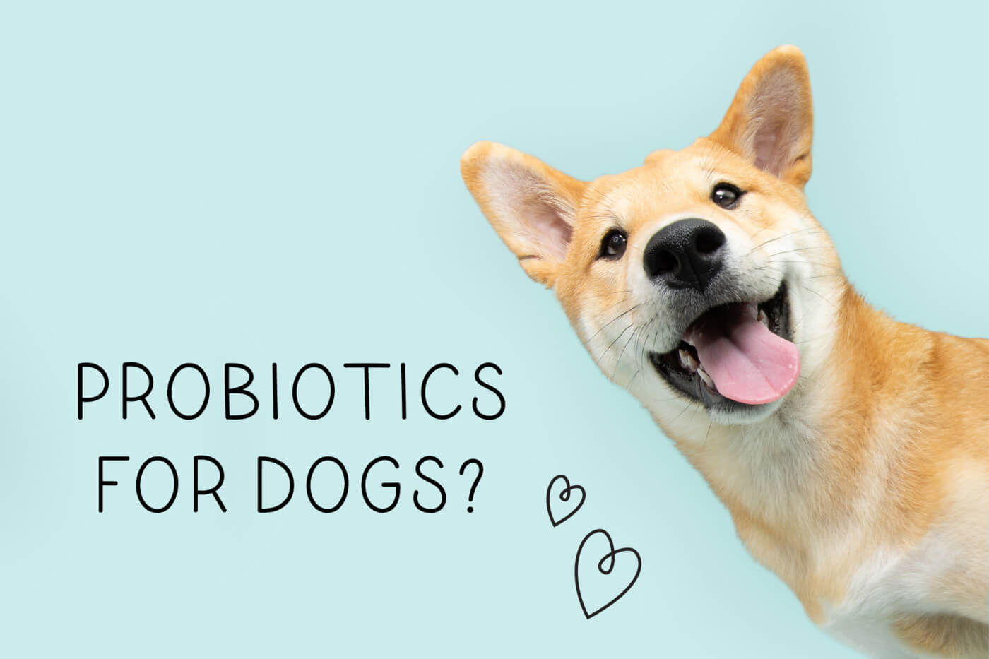 PROBIOTICS 101 FOR DOGS THE KEY TO YOUR DOG S HEALTHY TEETH OVERALL WELLNESS Crumps Naturals Canada