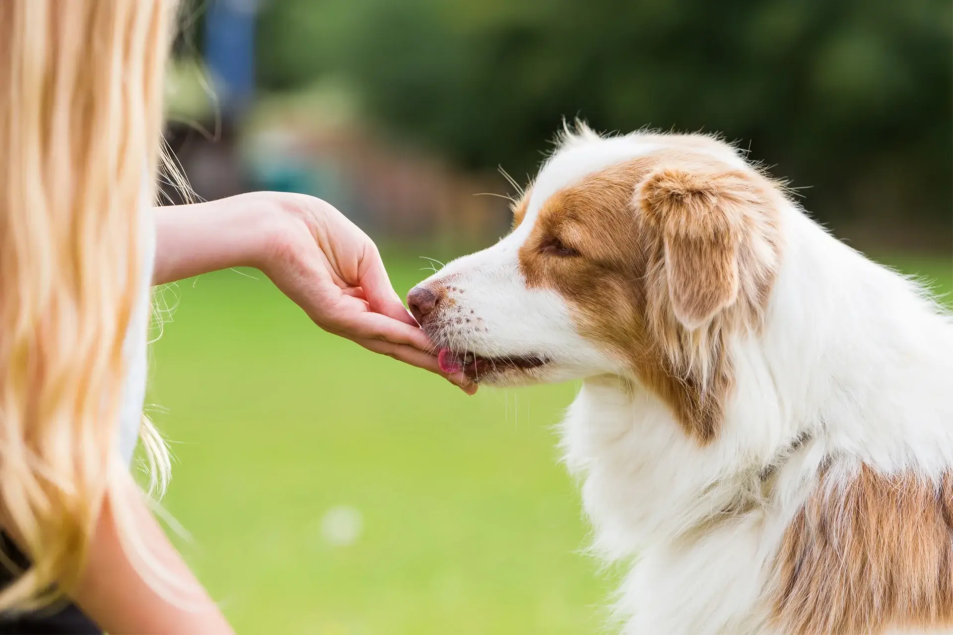 THE POWER OF CHICKEN AND WHY IT’S SO GOOD FOR DOGS