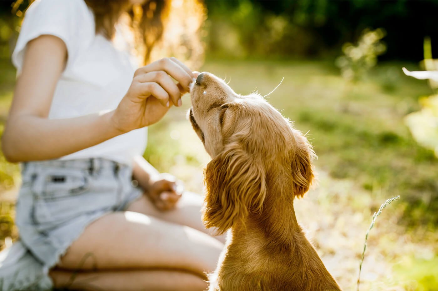 HOW TO THROW YOUR OWN DOG PAWTY!