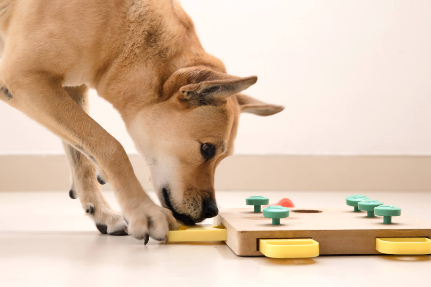 UNLOCKING YOUR DOG'S POTENTIAL: THE ULTIMATE GUIDE