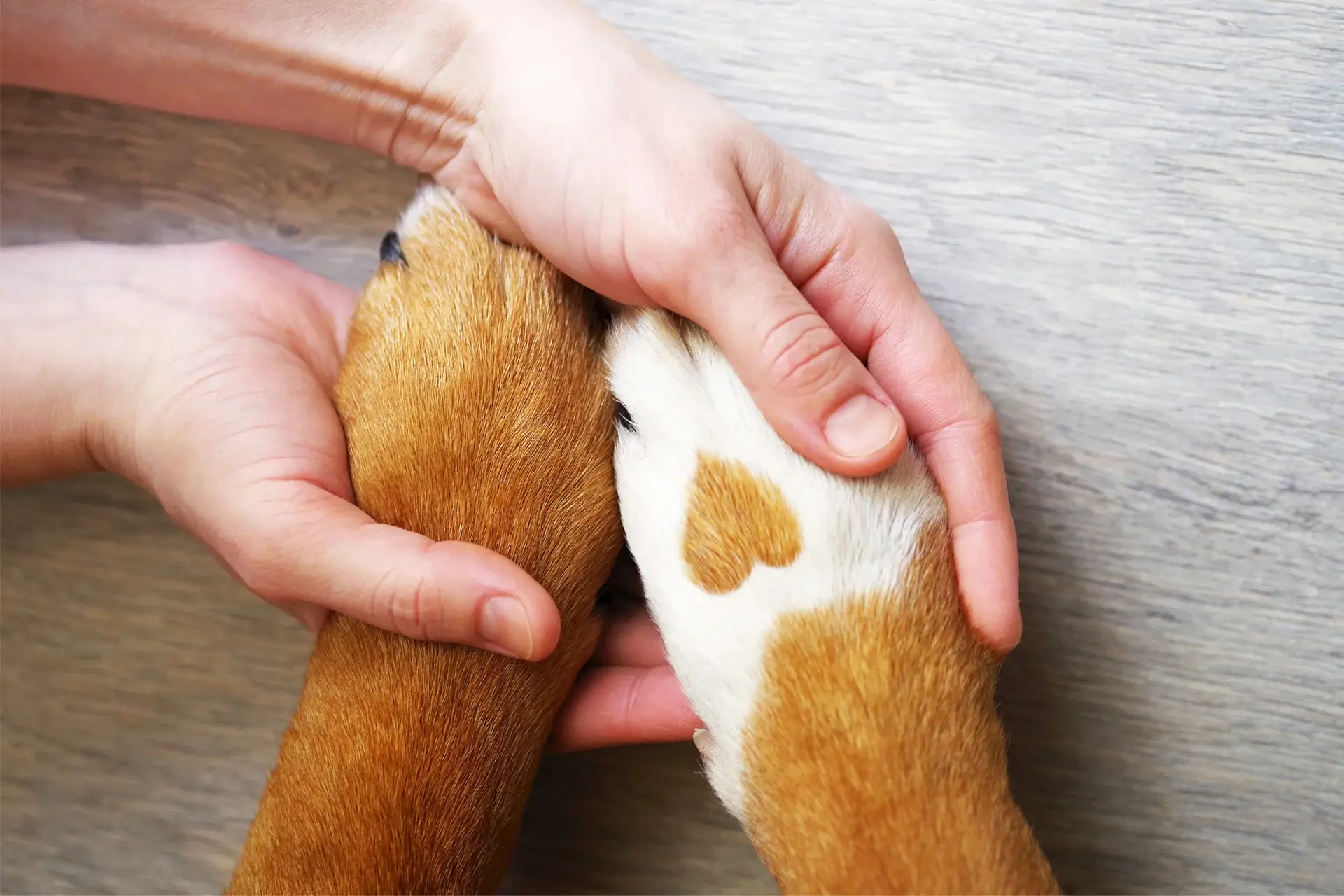 10 HEARTWARMING WAYS TO CELEBRATE VALENTINE’S DAY WITH YOUR PUP