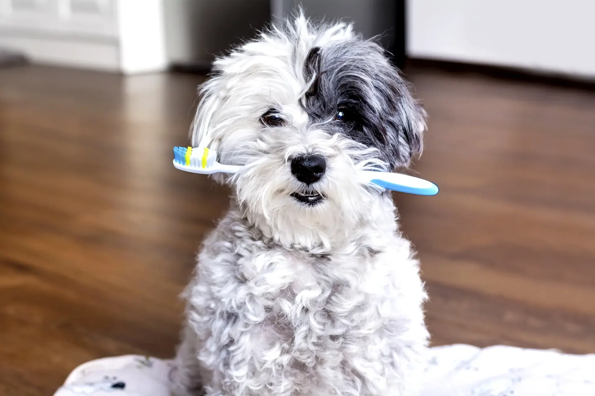 4 WAYS TO IMPROVE YOUR DOG’S DENTAL HEALTH