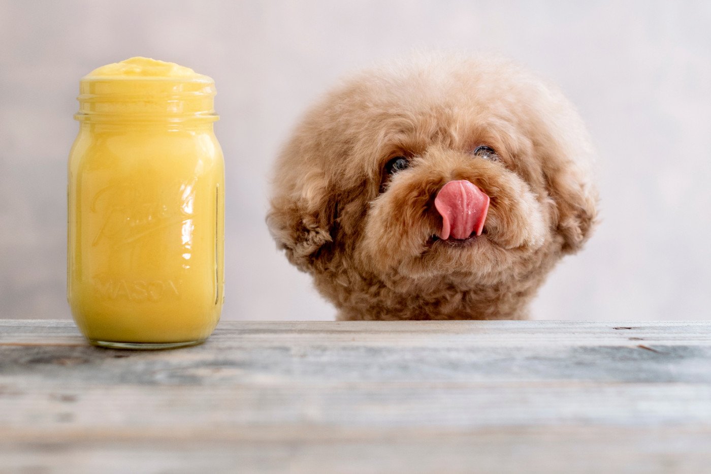 DOGTAIL RECIPES: PAWSOME GUT-FRIENDLY SMOOTHIES FOR YOUR DOG!