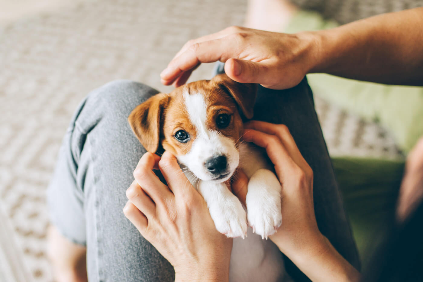 THE ULTIMATE GUIDE FOR NEW PET PARENTS