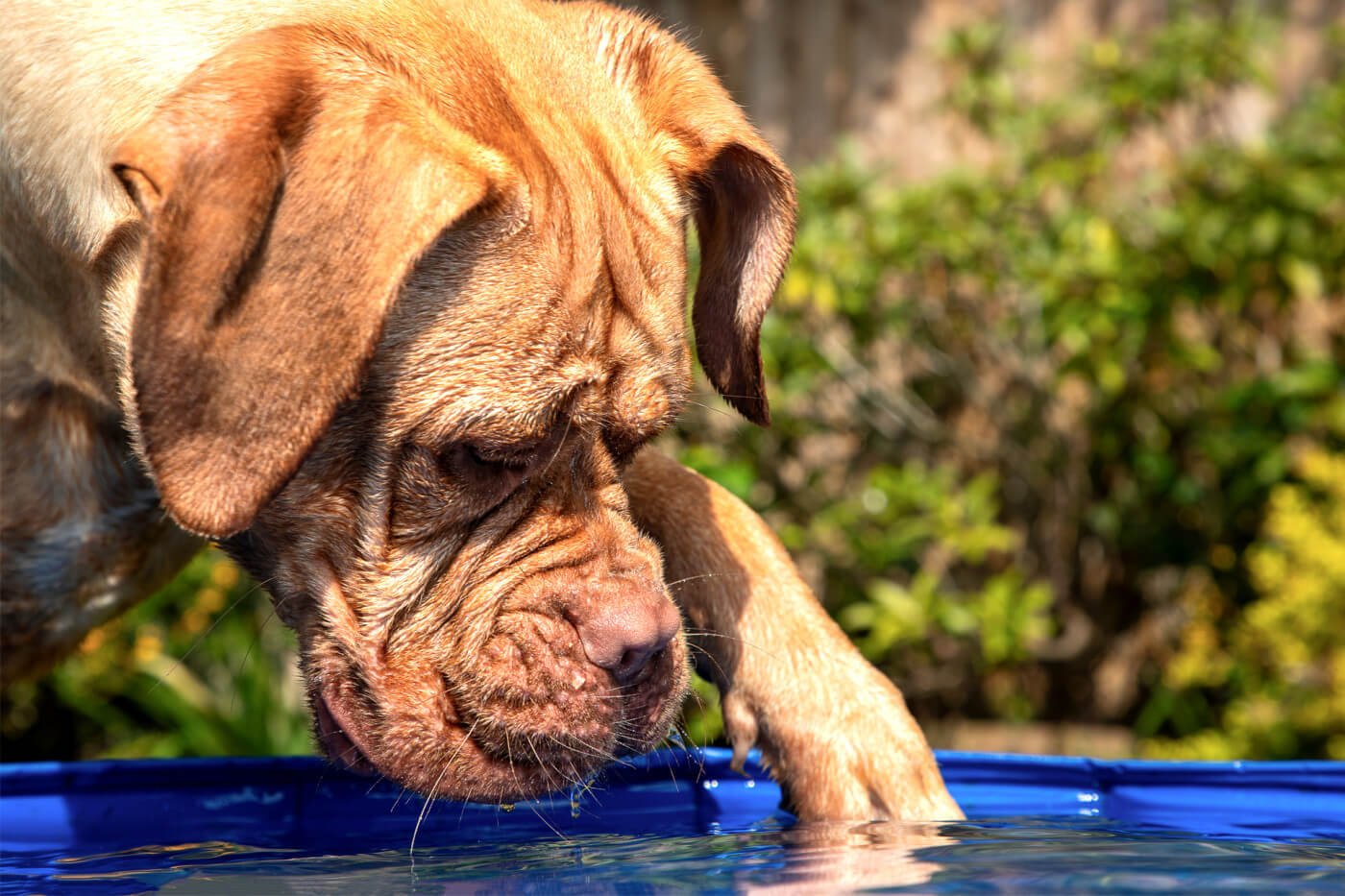 DOG ENRICHMENT IDEAS FOR THE SUMMER!