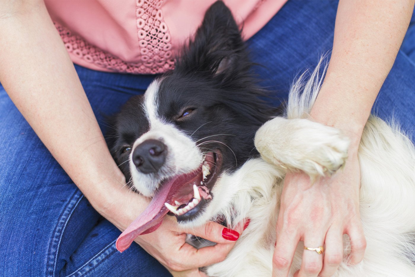 WHY GUT HEALTH MATTERS FOR WHOLE DOG HEALTH