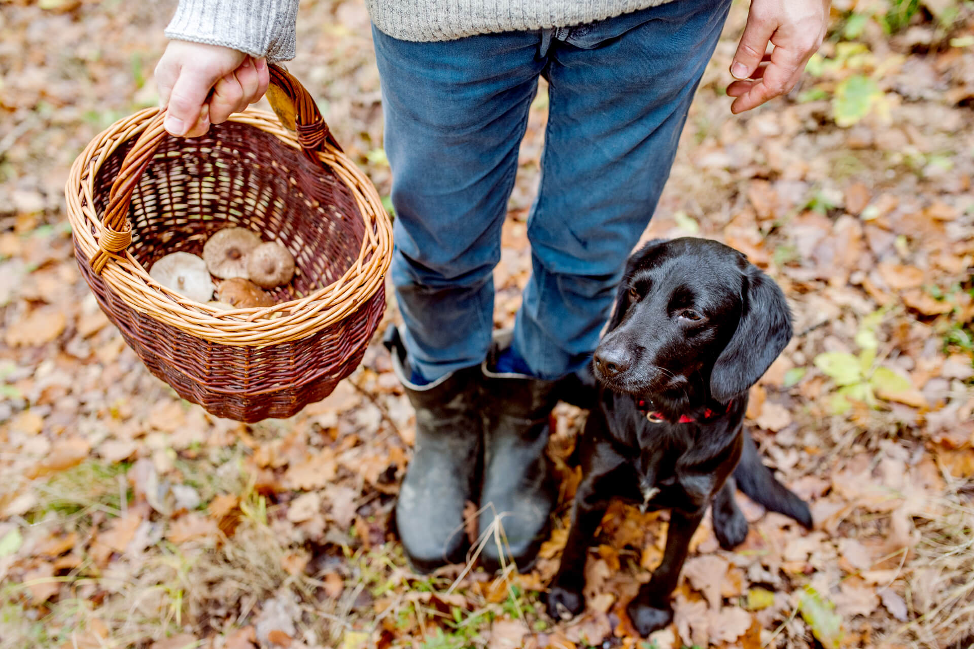 Benefits of Mushrooms for Dogs showing dog parent with a basket full of mushrooms and a dog by her side