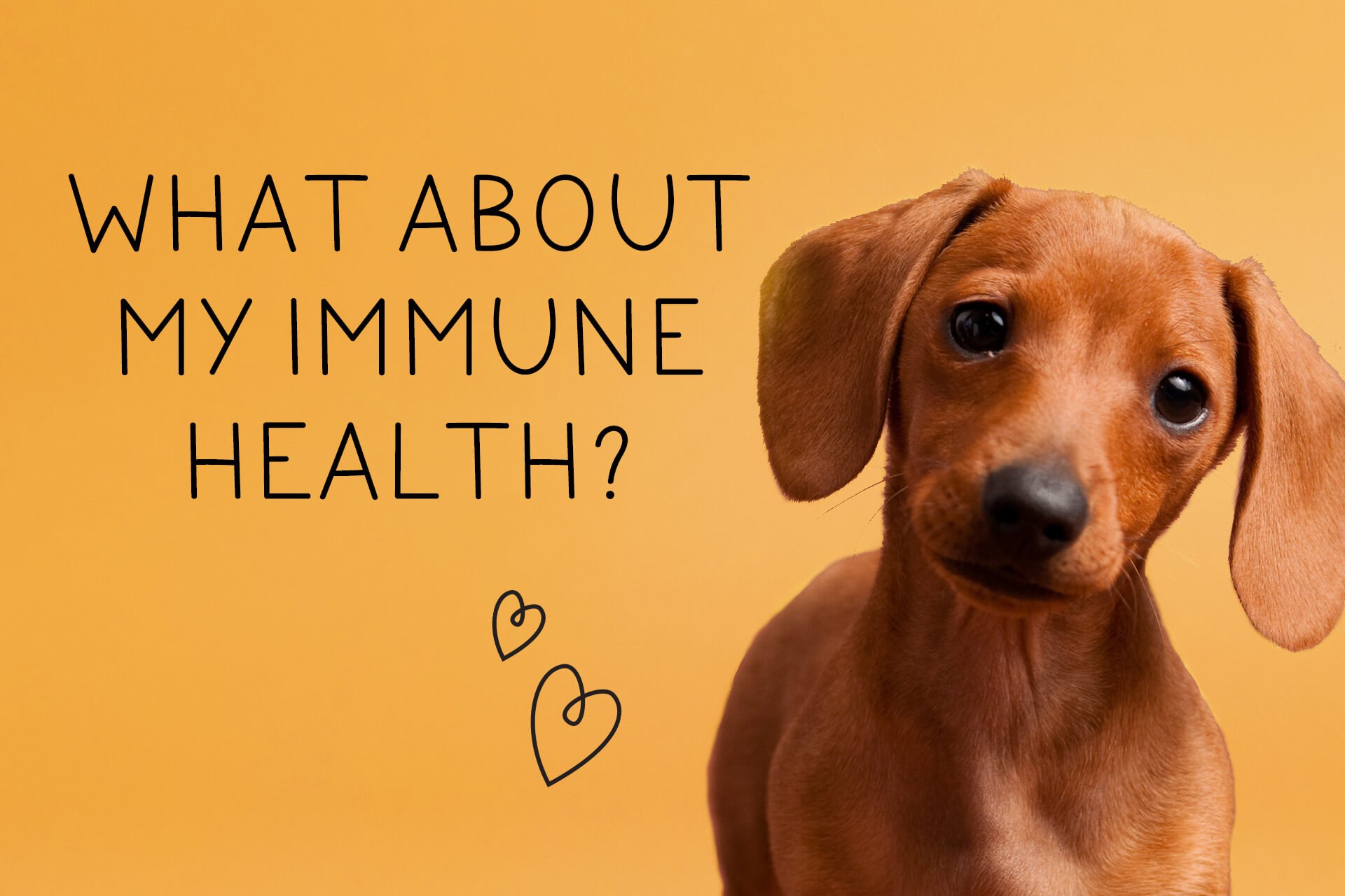 Why Dog immunity is important - Image of Cute dog