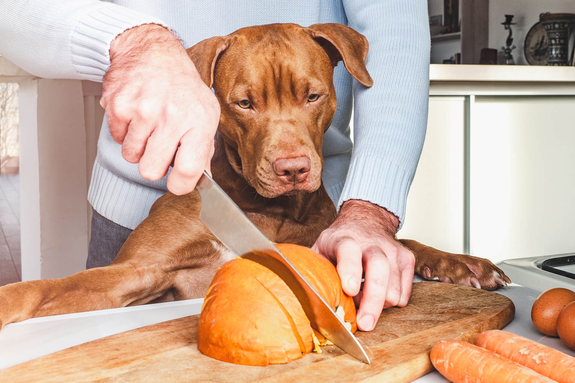 PUMPKIN POWER: WHY PUMPKIN IS GREAT FOR YOUR DOGS