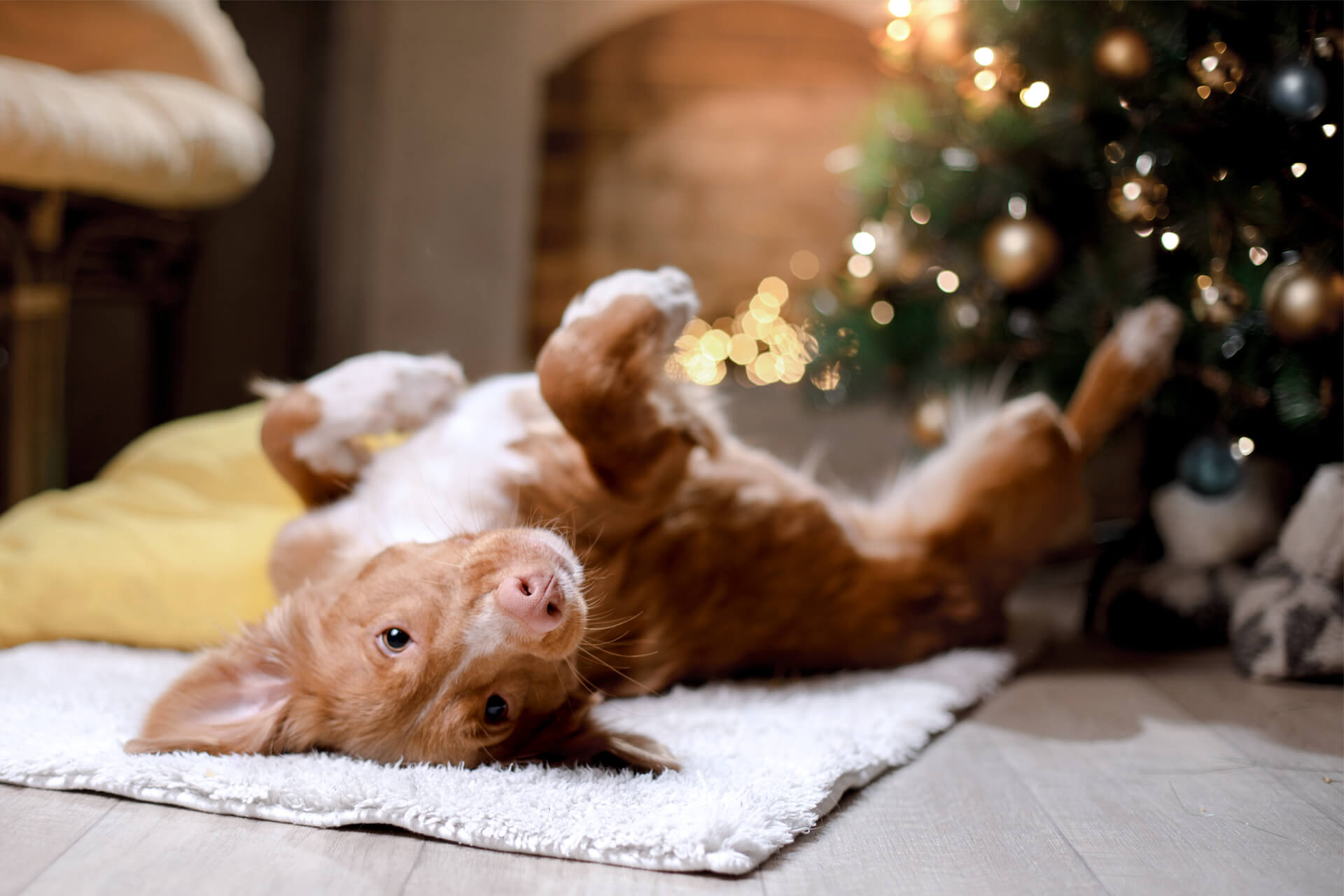 THE NAUGHTY OR NICE LIST: WHY EVERY DOG DESERVES A TREAT THIS HOLIDAY SEASON