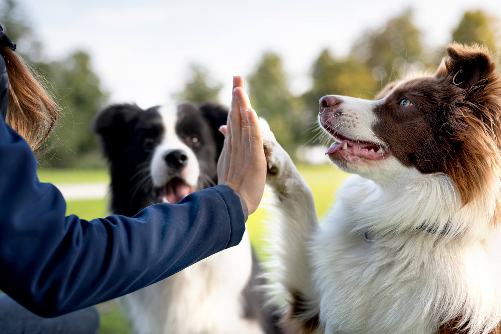 NEW YEAR, NEW Easy ways to improve your dog's health - Pic